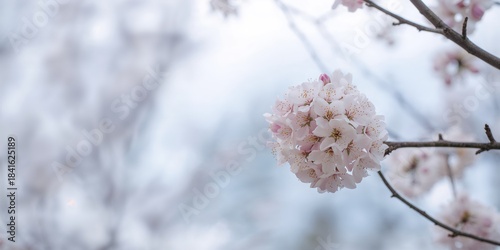 Japanese apricot blossoms i...