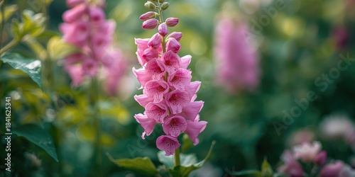 Detailed view of blooming p...