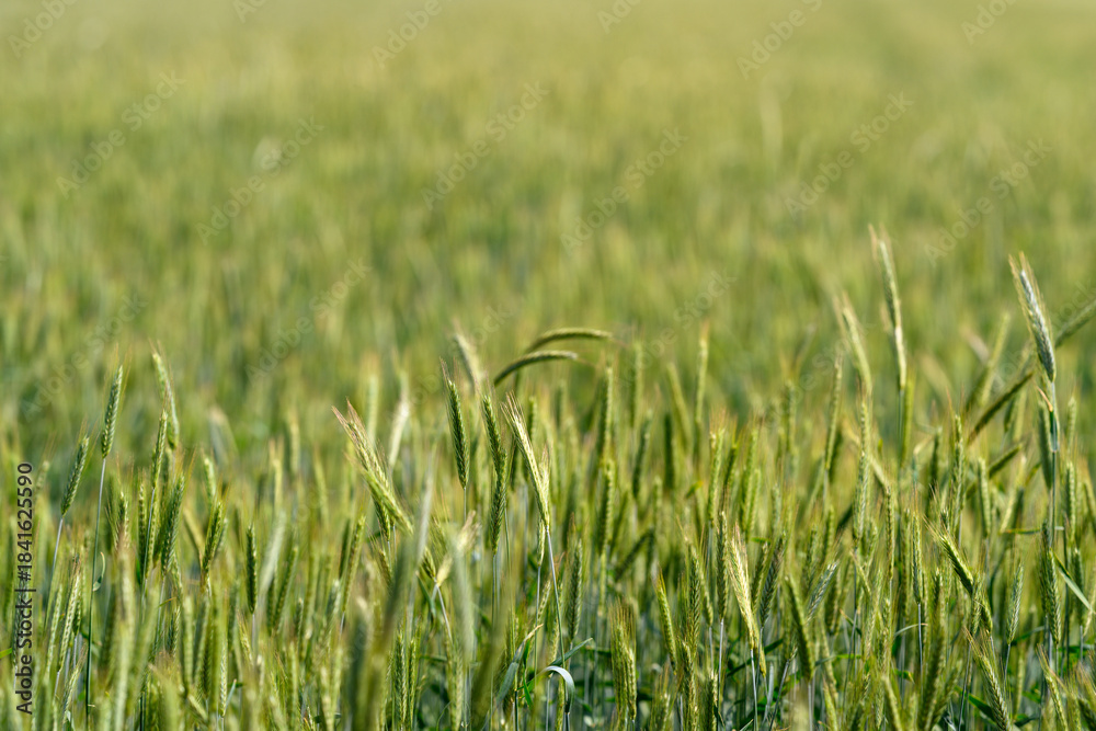 Fototapeta premium A Beautiful Lush Green Wheat Field Bathed in Soft Light During Sunny Summer Days