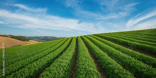 Carrot plants on the slopes...