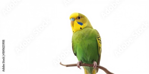 Detailed view of a Budgerig...
