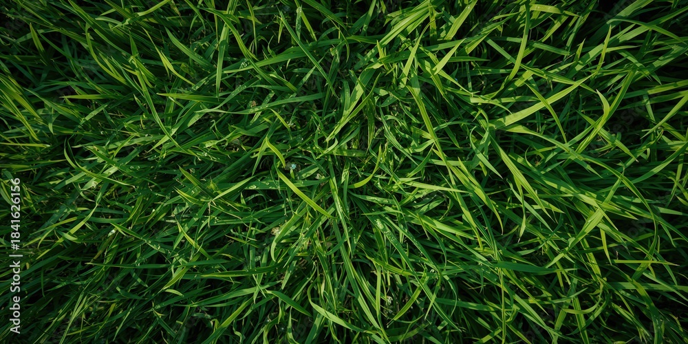 Fototapeta premium Detailed view of vibrant green grass surface serving as a background for text or design, emphasizing natural textures