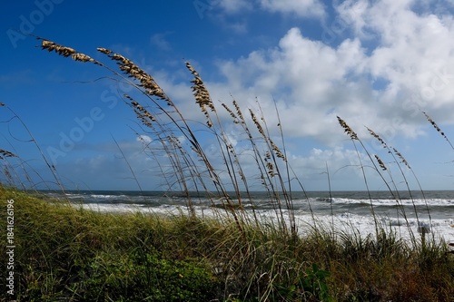 reeds on the beach