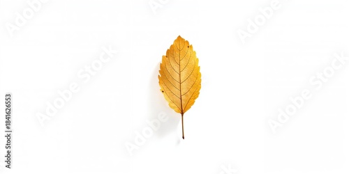 Dried yellow autumn cottonw...