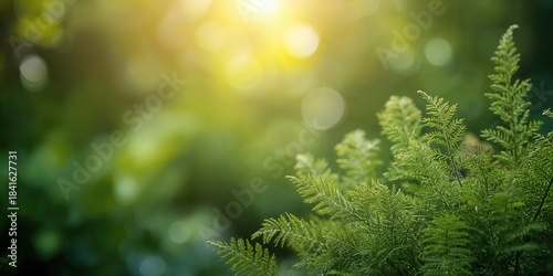 Close view of green fern te...