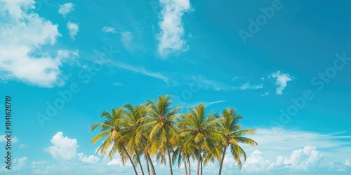 Tall coconut trees under a ...