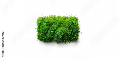 Moss isolated on white back...