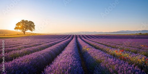 Lavender flowers in a sceni...