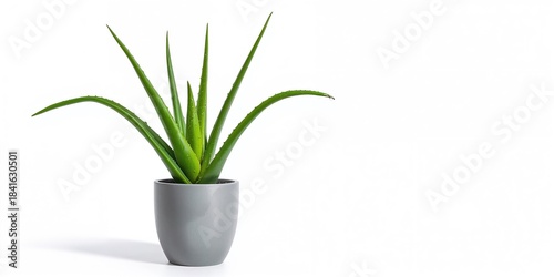 Indoor aloe vera in gray po...