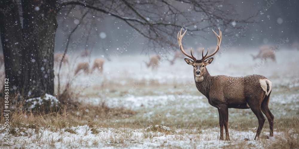 Fototapeta premium Deer in the wild moving in groups, natural behavior and seasonal migration