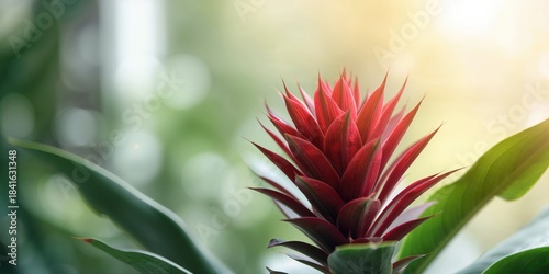 Close-up of a red and green...