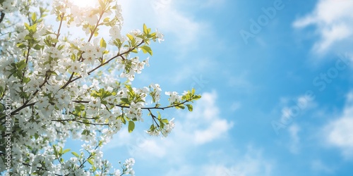Flowering pear tree with wh...