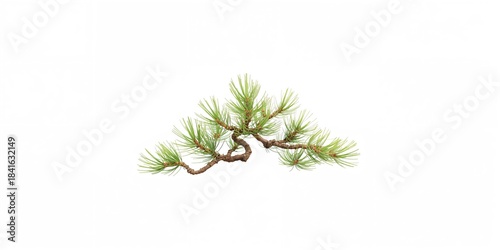 Close-up of pine bonsai bra...