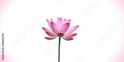 Blooming pink lotus with la...