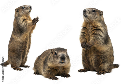 Three marmota monax groundhogs in alert, curious poses, one standing upright, isolated against a bright white studio backdrop, concept of groundhog day study