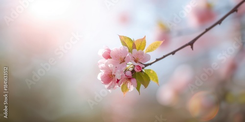 Delicate peach blossoms on ...