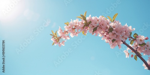 Flowering peach branch with...