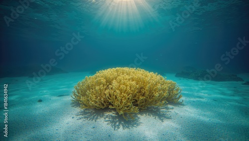 Sunlit underwater scene sho...