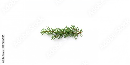 Small green fir branch on a...