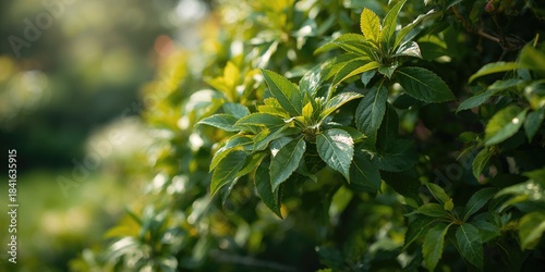 Close-up of plant leaves us...