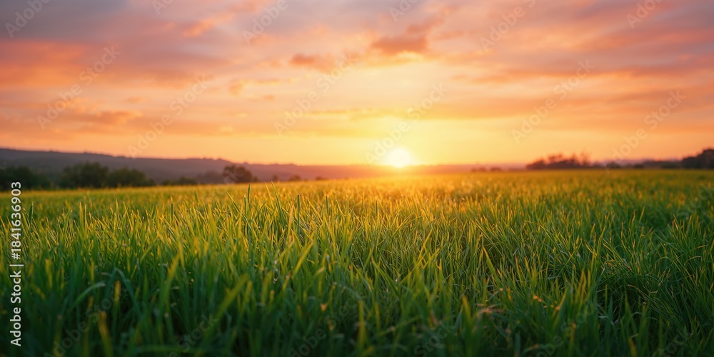 Naklejka premium Summer landscape with lush grass and a vibrant sunset sky, ideal for editorial or graphic backgrounds