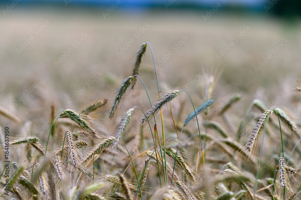 Fototapeta premium Golden Wheat Fields Are Basking Beautifully in the Warm Sunlight of a Summer Day
