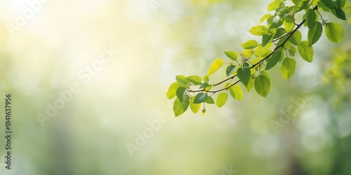 Branch of birch tree with green leaves and catkins, seasonal growth patterns, Earth Day