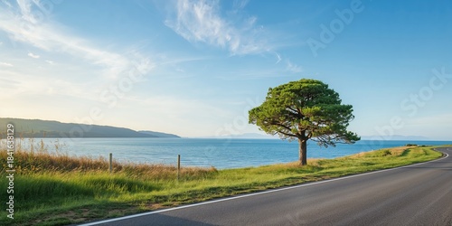 A solitary pine tree along ...