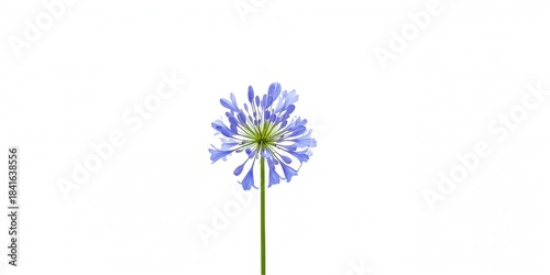 Single agapanthus flower on...
