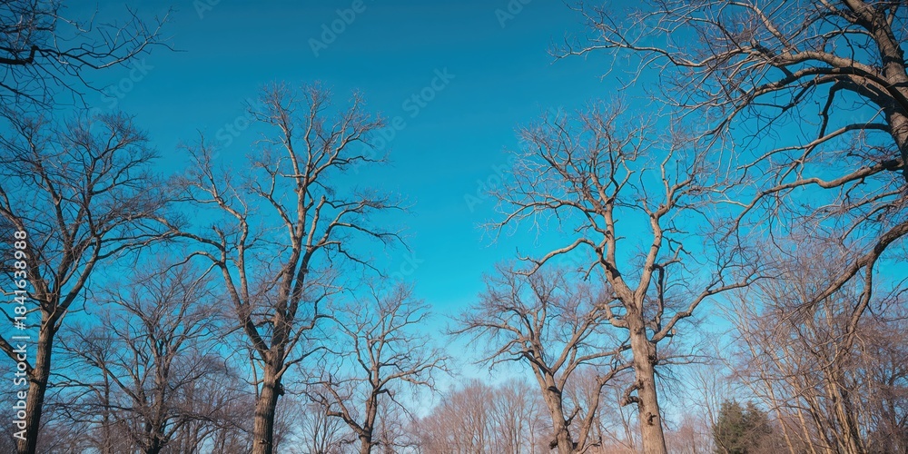 Fototapeta premium Bare tree limbs during early spring with a blue sky backdrop, highlighting seasonal transition