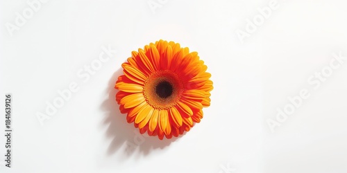 Single orange gerbera flowe...