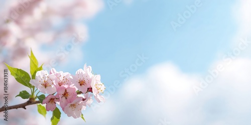 Cherry blossoms in full blo...