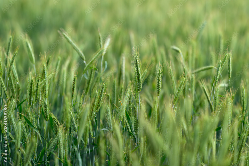 Fototapeta premium A Beautiful and Lush Green Wheat Field Extending Out Beneath a Clear and Brilliant Blue Sky Above