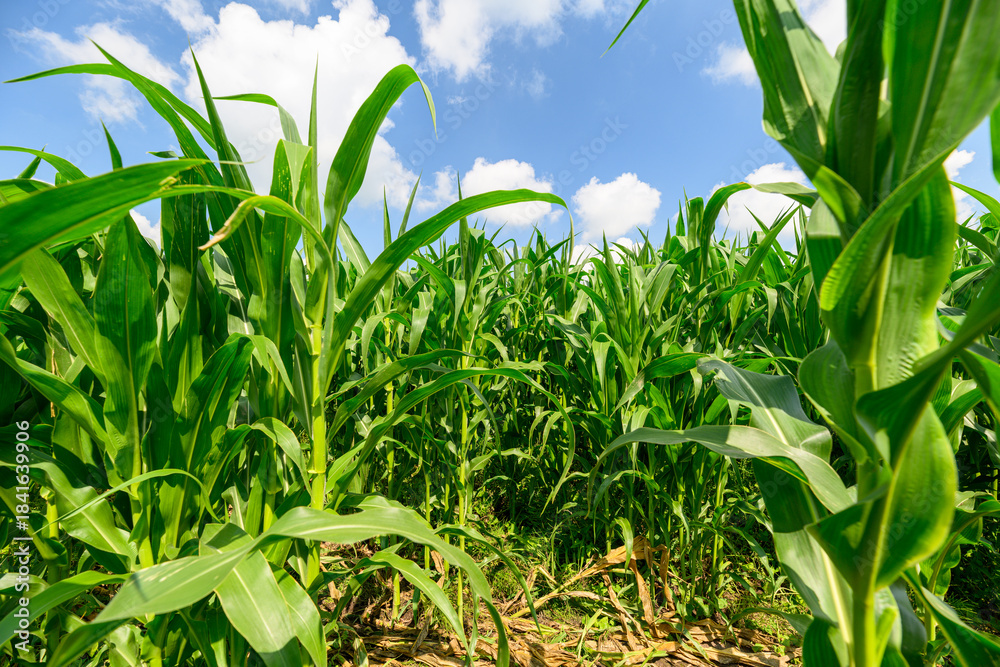 Obraz premium A Lush and Vibrant Green Cornfield Sitting Beautifully Under a Bright Blue Sky Above