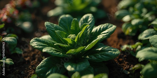 Detailed view of spinach pl...