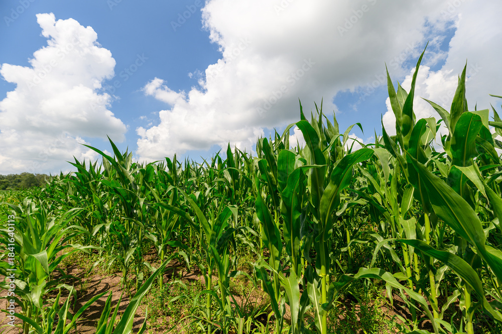 Fototapeta premium A Beautiful Lush Green Cornfield Flourishing Under a Bright and Vibrant Blue Sky