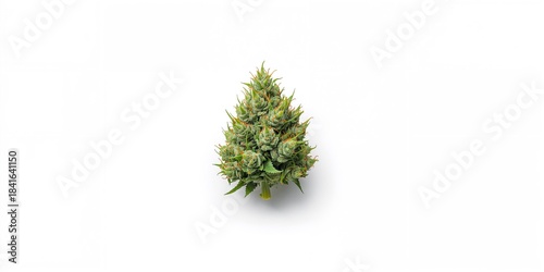 Closeup of Cannabis Sativa ...
