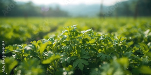 Fresh coriander herbs growi...