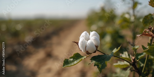 Ripe cotton bolls on a text...