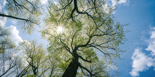 Tree canopy view during spr...