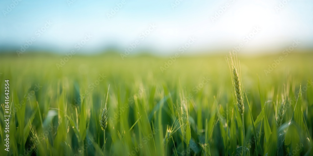Naklejka premium Green grass and fresh shoots in a wheat field during summer, ideal for background design decisions