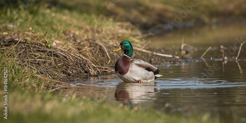 Mallard duck in a puddle am...