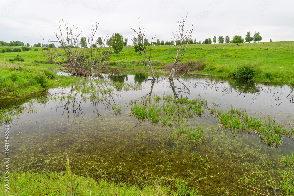 Obraz premium A Tranquil Wetland Landscape Featuring Beautiful Reflections and Lush Greenery All Around