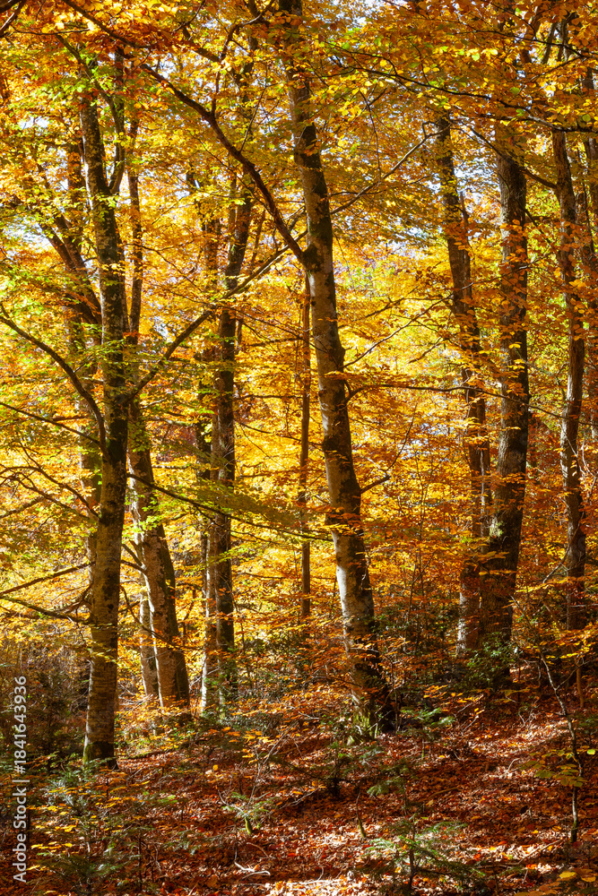 Fototapeta premium Colourful yellow orange autumn foliage in a rural deciduous Beech tree woodland, fall season