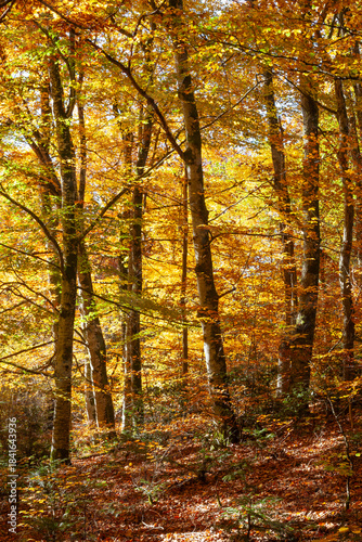 Colourful yellow orange autumn  foliage in a rural deciduous Beech tree woodland, fall season