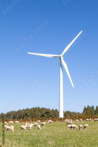 Flock of sheep grazing in front of wind turbine, sustainable energy, natural resource, agriculture and wind farms