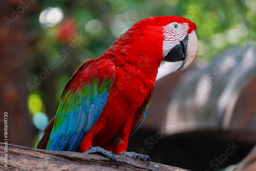 Close up head the red macaw parrot bird in garden