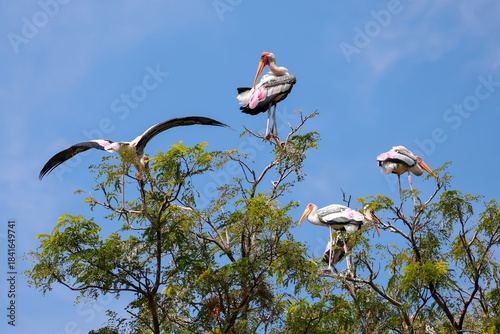 The Painted Stork bird (Mycteria leucocephala) on tree in nature