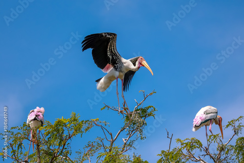 The Painted Stork bird (Mycteria leucocephala) on tree in nature