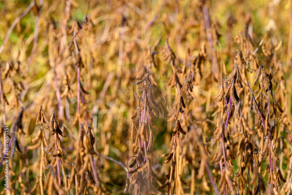 Fototapeta premium Soybean pods heavy with mature seeds, clusters ready for threshing, focus on nutrientrich legumes and protein source, visual emphasizing yield and agricultural commodity